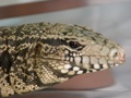 Curso de Animais Silvestres - JULHO/12